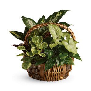 A basket of plants is shown on the table.