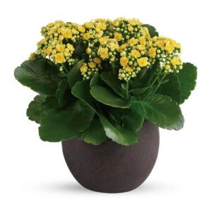 A plant with yellow flowers in a brown pot.