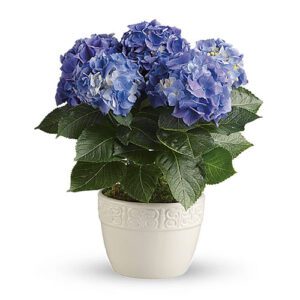 A blue flower is in a white pot
