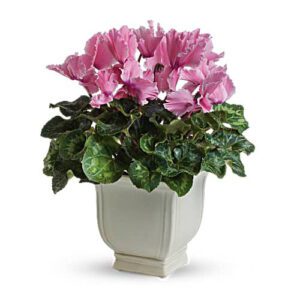 A pink flower plant in a white pot.