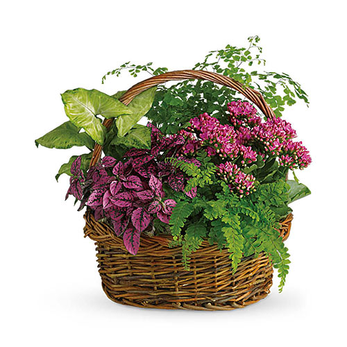 A basket of flowers with purple and green plants.