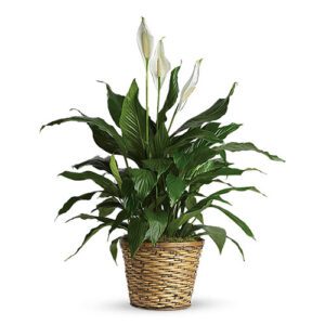 A plant in a basket on top of a white table.