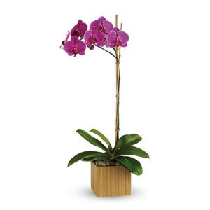A purple orchid plant in a wooden container.
