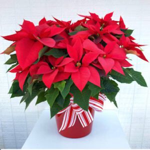 A red poinsettia plant in a red and white container.