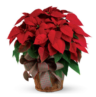 A poinsettia plant in a basket with a bow around it.